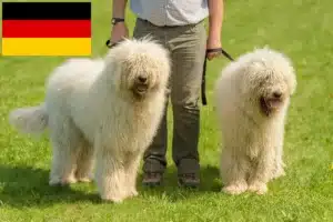 Read more about the article Komondor-opdrættere og hvalpe i Tyskland