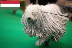 Read more about the article Komondor-opdrættere og hvalpe i Ungarn