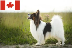 Read more about the article Continental Dwarf Spaniel Opdrætter og hvalpe i Canada