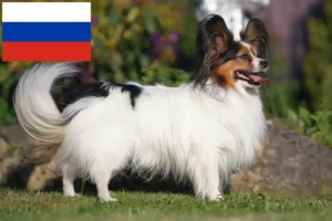 Read more about the article Kontinental dværgspanielopdrætter og hvalpe i Rusland