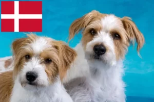 Read more about the article Kromfohrländer-opdrættere og hvalpe i Danmark