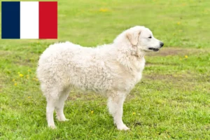 Read more about the article Kuvasz-opdrættere og hvalpe i Frankrig