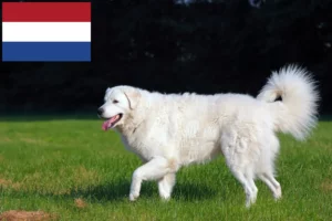 Read more about the article Kuvasz-opdrættere og hvalpe i Holland