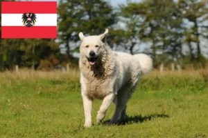 Read more about the article Kuvasz-opdrættere og hvalpe i Østrig