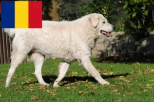 Read more about the article Kuvasz-opdrættere og hvalpe i Rumænien