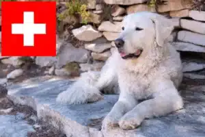 Read more about the article Kuvasz-opdrættere og hvalpe i Schweiz