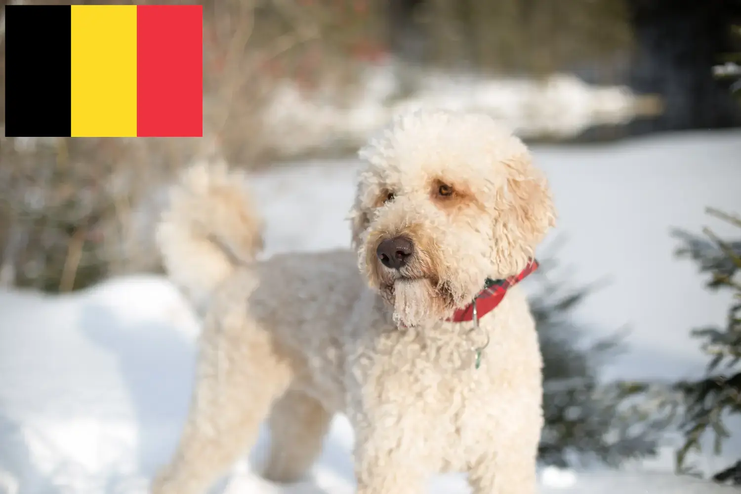 Read more about the article Labradoodle-opdrættere og hvalpe i Belgien