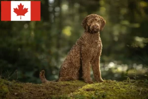 Read more about the article Labradoodle-opdrættere og hvalpe i Canada