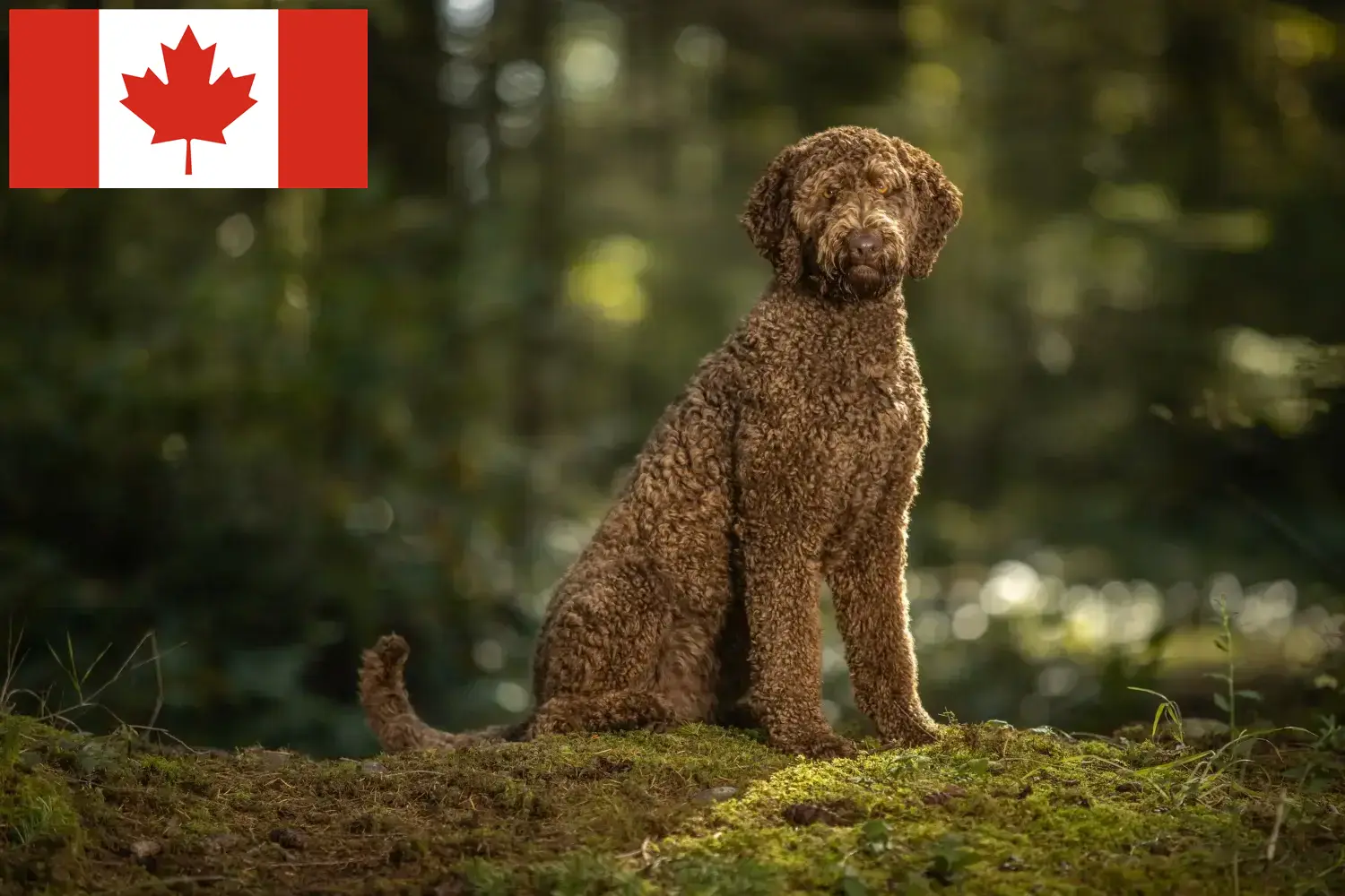 Read more about the article Labradoodle-opdrættere og hvalpe i Canada