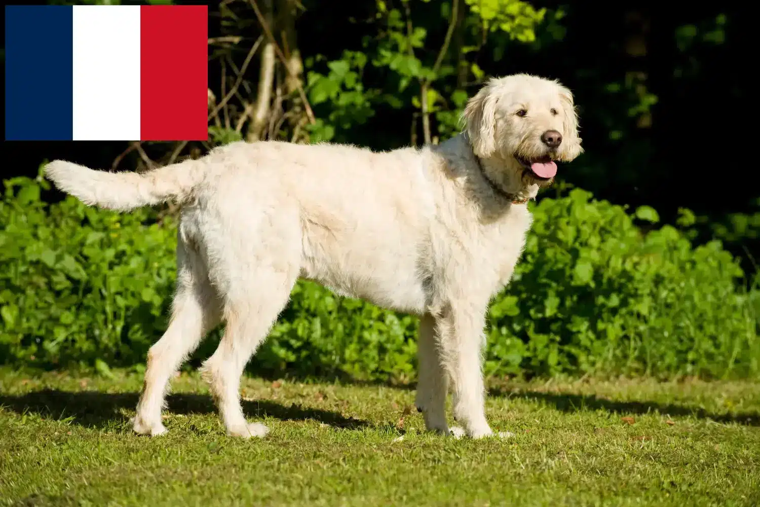 Labradoodle-hvalpe og opdrættere Frankrig Her kan du finde opdrættere af labradoodles i Frankrig.