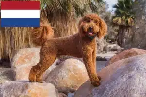 Read more about the article Labradoodle-opdrættere og hvalpe i Holland