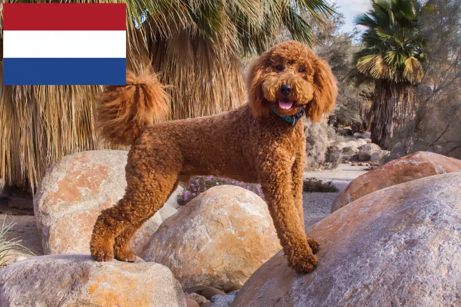 Read more about the article Labradoodle-opdrættere og hvalpe i Holland