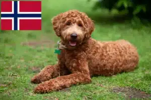 Read more about the article Labradoodle-opdrættere og hvalpe i Norge