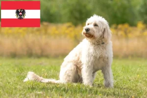 Read more about the article Labradoodle-opdrættere og hvalpe i Østrig