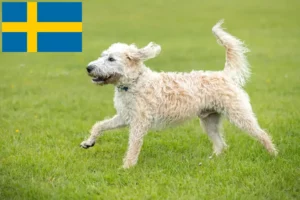 Read more about the article Labradoodle-opdrættere og hvalpe i Sverige