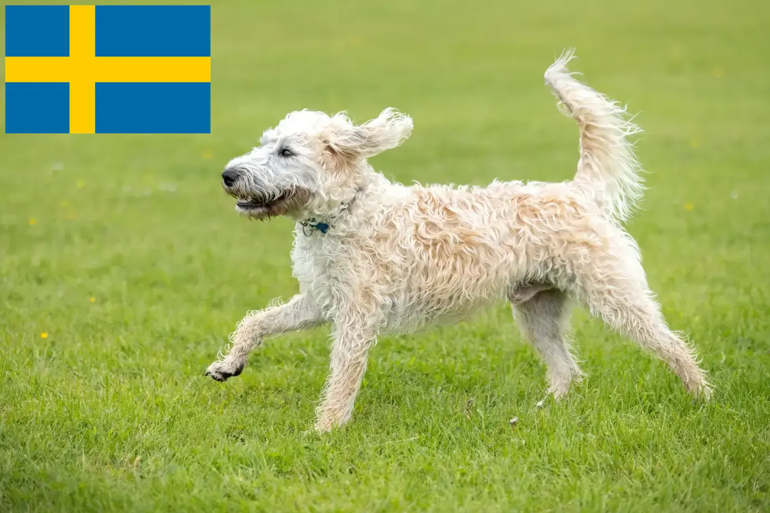 Read more about the article Labradoodle-opdrættere og hvalpe i Sverige