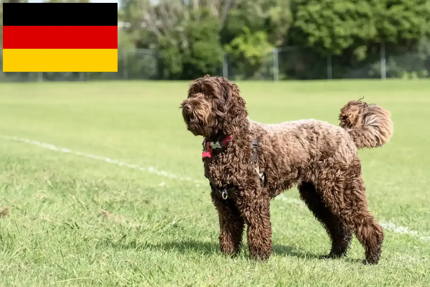 Read more about the article Labradoodle-opdrættere og hvalpe i Tyskland
