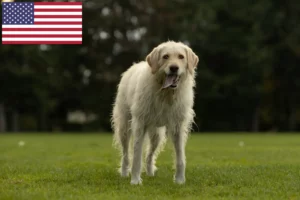Read more about the article Labradoodle-opdrættere og hvalpe i USA