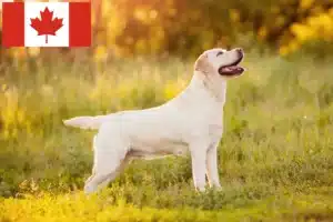 Read more about the article Labradoropdrættere og hvalpe i Canada