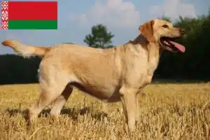 Read more about the article Labradoropdrættere og hvalpe i Hviderusland