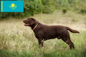 Read more about the article Labradoropdrættere og hvalpe i Kasakhstan