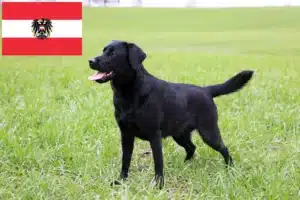 Read more about the article Labradoropdrættere og hvalpe i Østrig