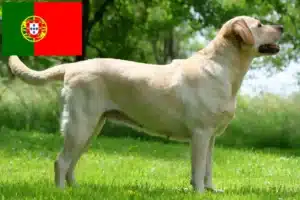 Read more about the article Labradoropdrættere og hvalpe i Portugal