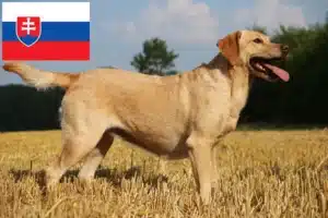 Read more about the article Labradoropdrættere og hvalpe i Slovakiet