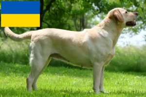 Read more about the article Labradoropdrættere og hvalpe i Ukraine