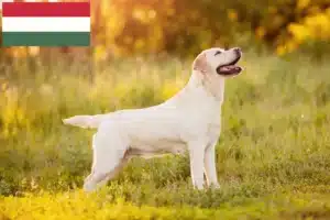 Read more about the article Labradoropdrættere og hvalpe i Ungarn