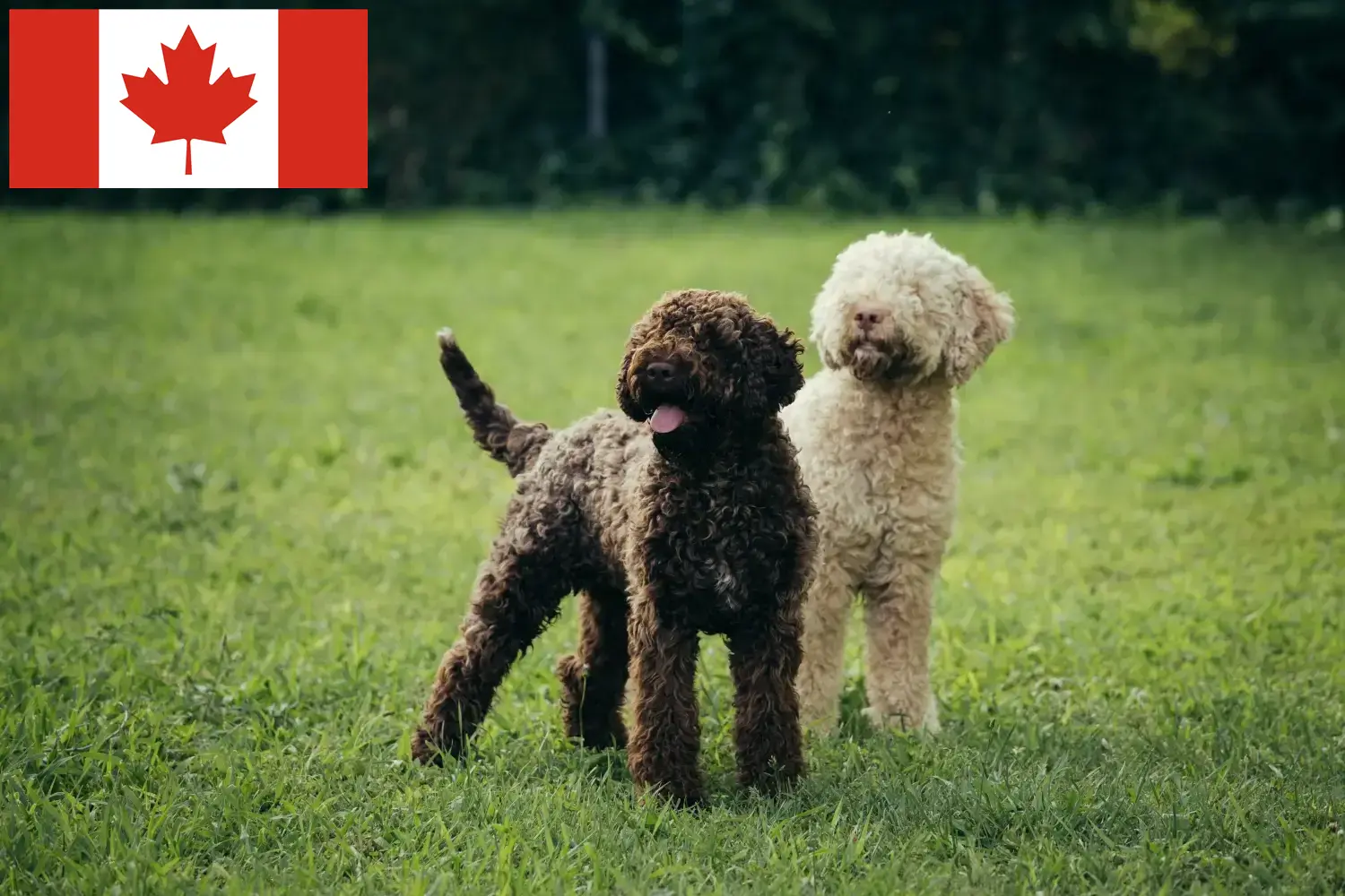 Read more about the article Lagotto Romagnolo opdrættere og hvalpe i Canada