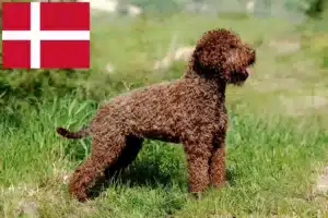 Read more about the article Lagotto Romagnolo opdrættere og hvalpe i Danmark