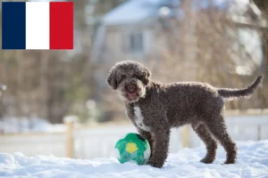 Read more about the article Lagotto Romagnolo opdrættere og hvalpe i Frankrig