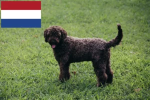 Read more about the article Lagotto Romagnolo opdrættere og hvalpe i Holland