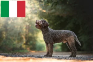 Read more about the article Lagotto Romagnolo opdrættere og hvalpe i Italien