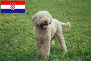 Read more about the article Lagotto Romagnolo opdrættere og hvalpe i Kroatien
