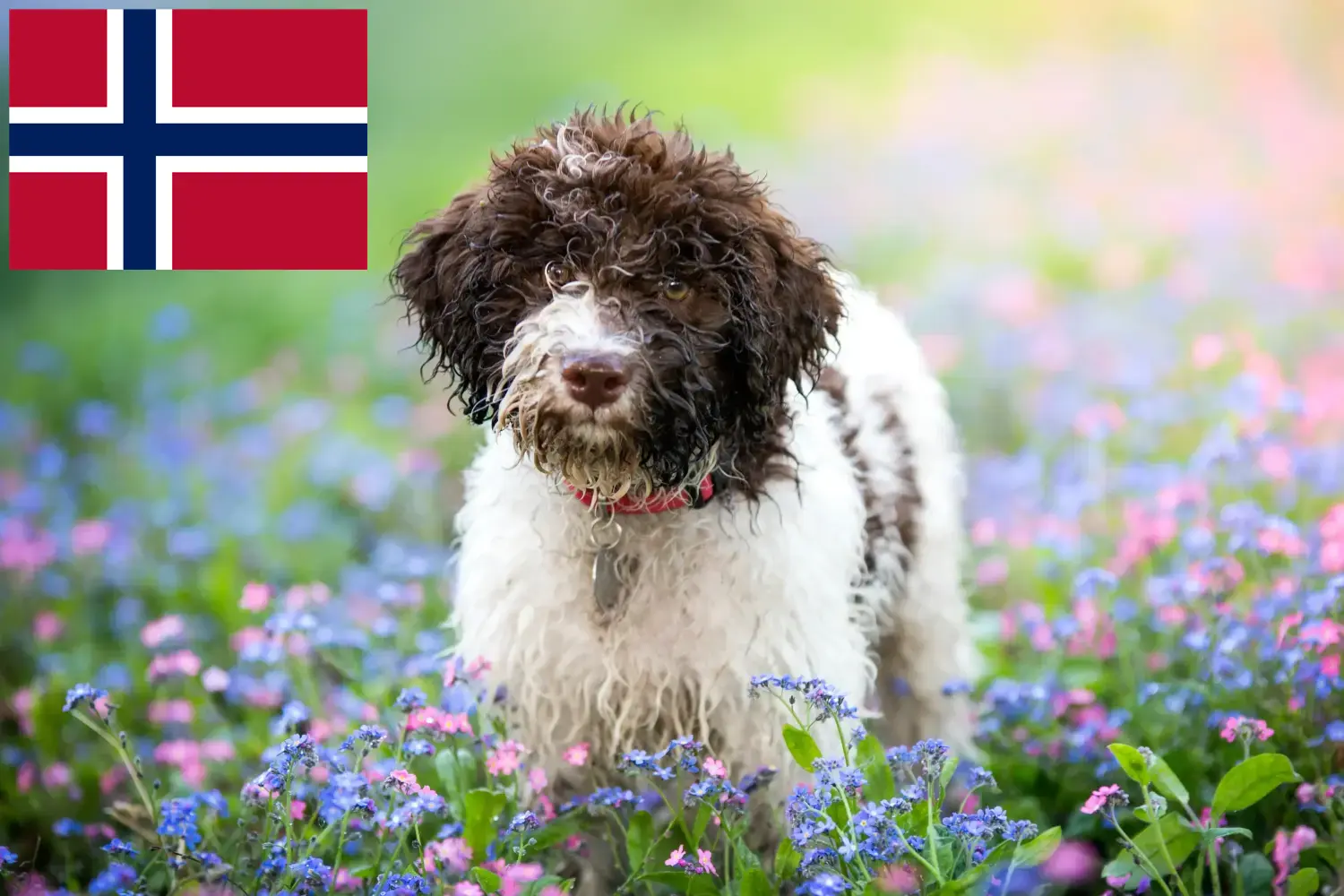 Read more about the article Lagotto Romagnolo opdrættere og hvalpe i Norge