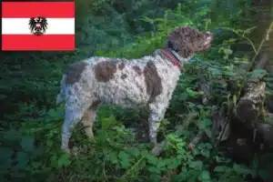 Read more about the article Lagotto Romagnolo opdrættere og hvalpe i Østrig