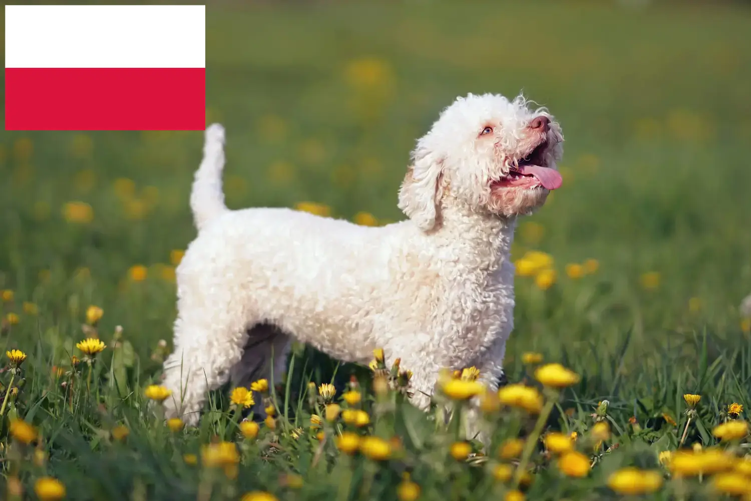 Read more about the article Lagotto Romagnolo opdrættere og hvalpe i Polen