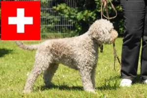 Read more about the article Lagotto Romagnolo opdrættere og hvalpe i Schweiz