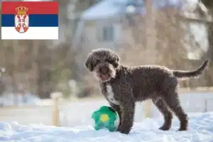 Read more about the article Lagotto Romagnolo opdrættere og hvalpe i Serbien