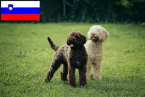 Read more about the article Lagotto Romagnolo opdrættere og hvalpe i Slovenien