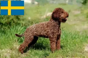 Read more about the article Lagotto Romagnolo opdrættere og hvalpe i Sverige