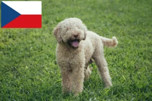 Read more about the article Lagotto Romagnolo opdrættere og hvalpe i Tjekkiet