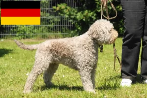 Read more about the article Lagotto Romagnolo opdrættere og hvalpe i Tyskland