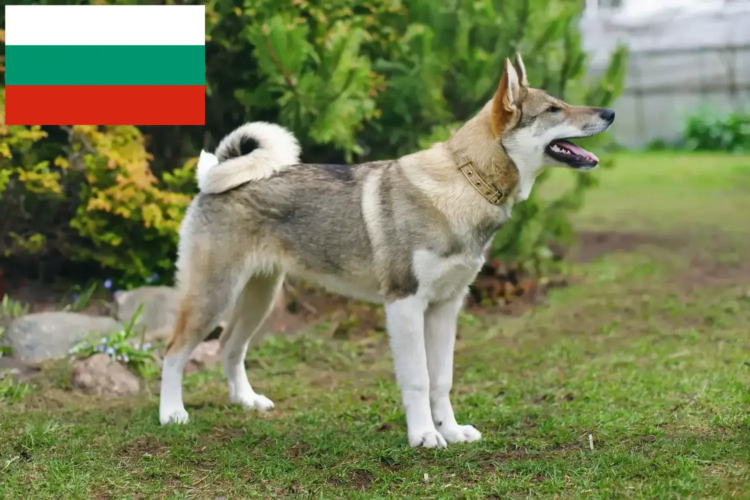 Laika hvalpe og opdrættere Bulgarien Find Laika-opdrættere i Bulgarien her.