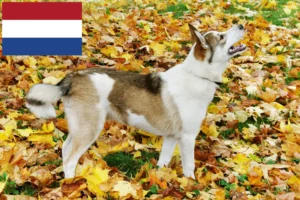 Read more about the article Laika-opdrættere og hvalpe i Holland