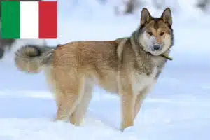 Read more about the article Laika-opdrættere og hvalpe i Italien
