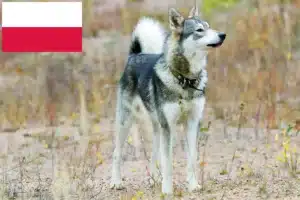 Read more about the article Laika-opdrættere og hvalpe i Polen