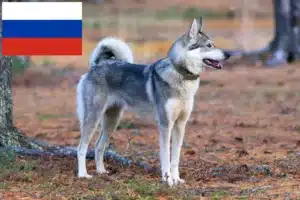 Read more about the article Laika-opdrættere og hvalpe i Rusland
